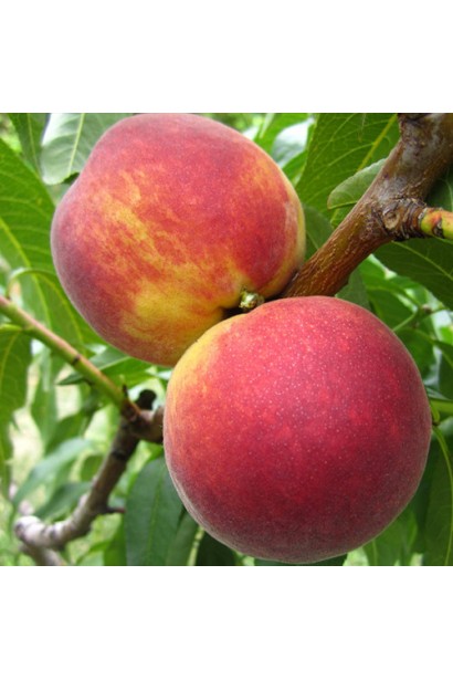 Персик Флемінг Фьюрі — пізній сорт із великими жовто-оранжевими плодами